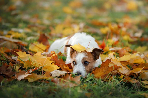 Lustiger Hund im Park im Herbst. Haustier in der Natur. Jack Russell Terrier — Stockfoto