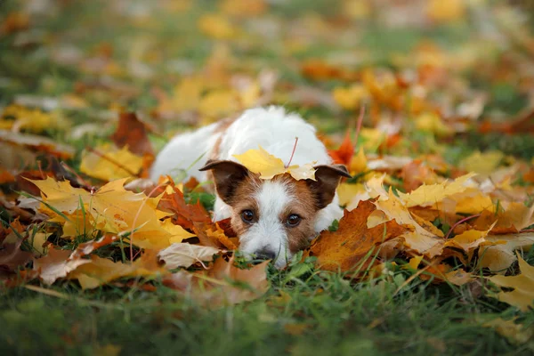 Lustiger Hund im Park im Herbst. Haustier in der Natur. Jack Russell Terrier — Stockfoto