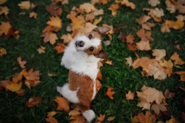 Zabawny pies w parku jesienią. Zwierzęta domowe są w naturze. Jack Russell Terrier — Zdjęcie stockowe