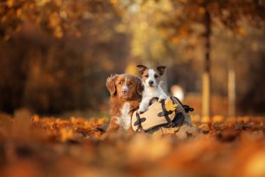 Köpekler gezgin. Sonbahar ruh hali. Kırmızı Nova Scotia Duck Tolling Retriever ve bir Jack Russell Terrier. mutlu hayvanlar birlikte,