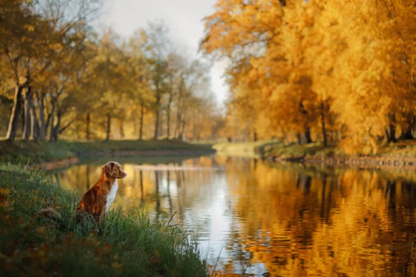 호수에 의해 개입니다. 가 분위기입니다. 레드 노바 스코샤 오리 Tolling 검색자, 롤러입니다. 애완 동물 여행. — 스톡 사진