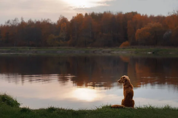 Chien au bord du lac. Humeur d'automne. red Nova Scotia Duck Tolling Retriever, Toller. Voyager avec un animal de compagnie . — Photo