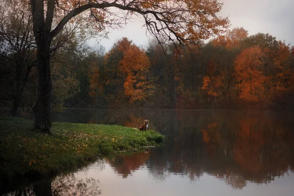 Dog by the lake. Autumn mood. red Nova Scotia Duck Tolling Retriever, Toller. Traveling with a pet. — Stock Photo, Image