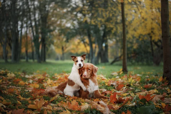 Hunde reisten. Herbststimmung. Rote Nova Scotia Ente Maut Retriever und ein Jack Russell Terrier. glückliche Haustiere zusammen, — Stockfoto