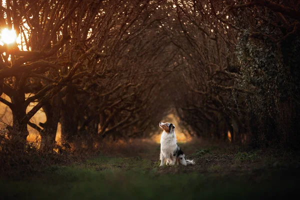 Hond Het Voetpad Mystieke Plaats Bomen Appelen Australian Shepherd Natuur — Stockfoto
