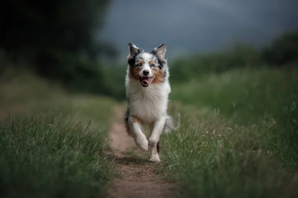 Han hund körs i fältet. Australian Shepherd i naturen. Aktiv sällskapsdjur för en promenad — Stockfoto