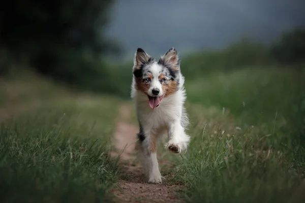 El perro está corriendo en el campo. Pastor australiano en la naturaleza. Mascota activa para un paseo — Foto de Stock