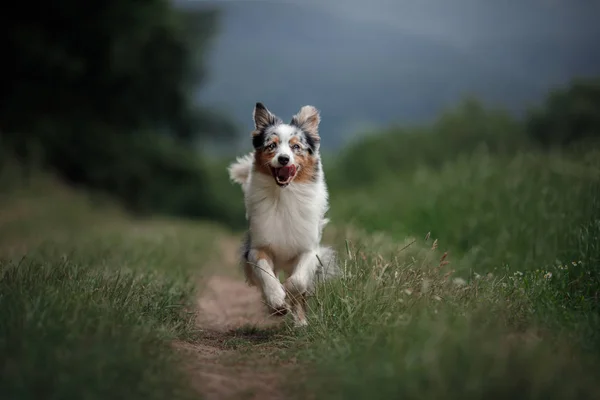 Han hund körs i fältet. Australian Shepherd i naturen. Aktiv sällskapsdjur för en promenad — Stockfoto