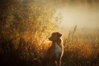 Sabah sabah parkta köpek portresi. Yürüyüşte evde beslenen hayvan. Nova Scotia duck tolling Retriever