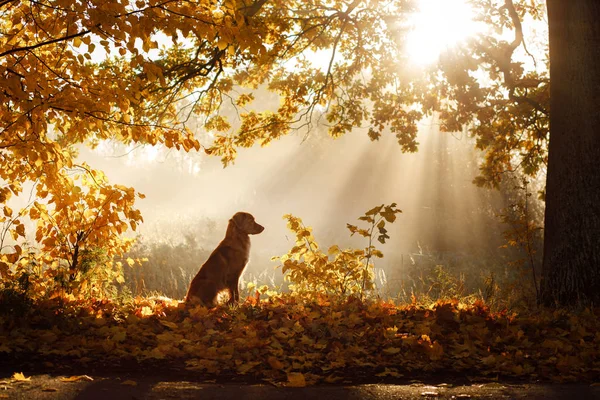 Hund im Park in der Morgendämmerung. die sonnen strahlen, silhouette. Haustier auf dem Spaziergang. Nova scotia duck Maut-Retriever, — Stockfoto