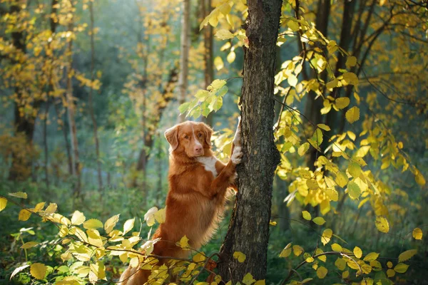De hond in het bos zet de poten in een boom. Herfst stemming. Nova Scotia duck tolling Retriever, Toller — Stockfoto