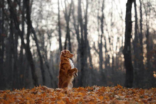 El perro en el bosque. Humor otoñal. dulce mascota en la naturaleza. Retriever de peaje de pato de Nueva Escocia — Foto de Stock