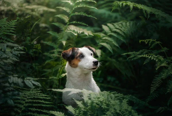 Il cane nel bosco. Jack Russell Terrier nella felce. piccolo animale domestico in natura . — Foto Stock