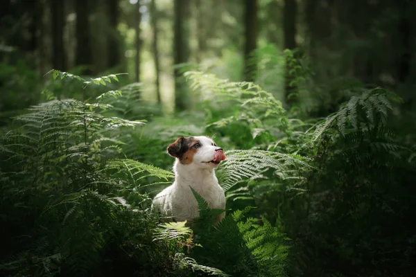 Der Hund im Wald. Jack Russell Terrier im Farn. kleines Haustier in der Natur. — Stockfoto