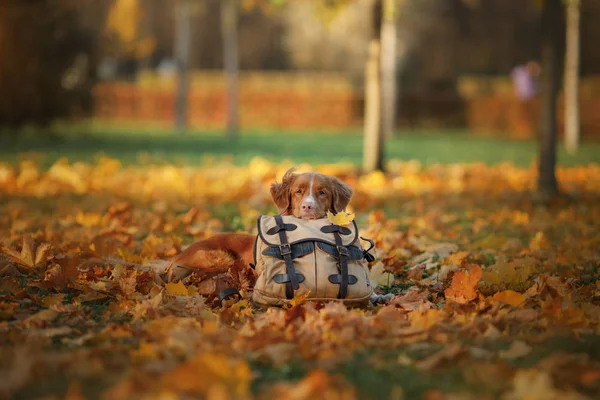 Der Hund liegt auf einer Tüte im Herbstpark. Trauriges Haustier. Reise. nova scotia duck mauting retriever, toller — Stockfoto