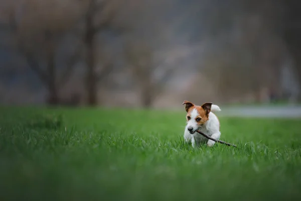 Cão com um brinquedo ao ar livre. Ativo Jack Russell Terrier — Fotografia de Stock