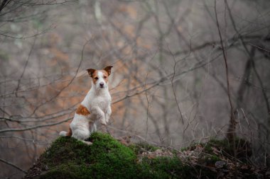 köpek ormandaki niteliğine. Jack Russell Terrier bir yürüyüş. Etkin evde beslenen hayvan