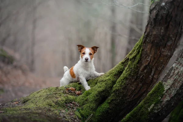 Köpek ormandaki niteliğine. Jack Russell Terrier bir yürüyüş. Etkin evde beslenen hayvan — Stok fotoğraf
