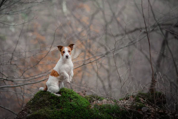 Cão na natureza na floresta. Jack Russell Terrier em uma caminhada. Animal de estimação ativo — Fotografia de Stock