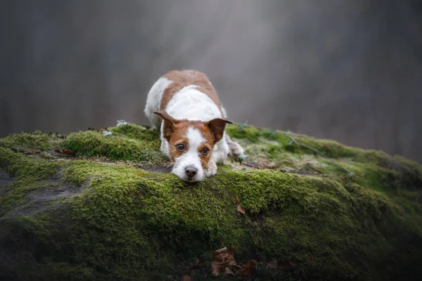 Hund på naturen i skogen. Jack Russell Terrier på en promenad. Aktiva husdjur — Stockfoto