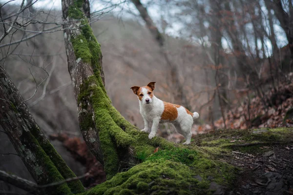 Hund på naturen i skogen. Jack Russell Terrier på en promenad. Aktiva husdjur — Stockfoto