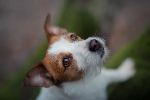 Pes na přírodu v lese. Jack Russell teriér na procházku. Aktivní zvíře — Stock fotografie