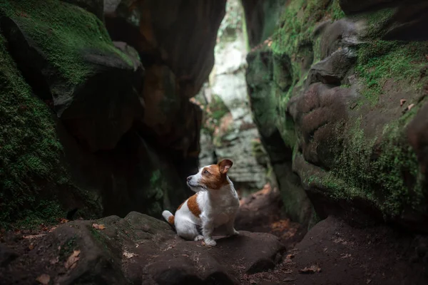 Hund i klipporna, canyon. Jack Russell Terrier i naturen. Aktiva husdjur. — Stockfoto