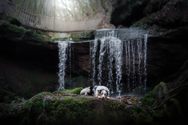 dog at the waterfall in nature. Pet in the forest. australian shepherd, aussie