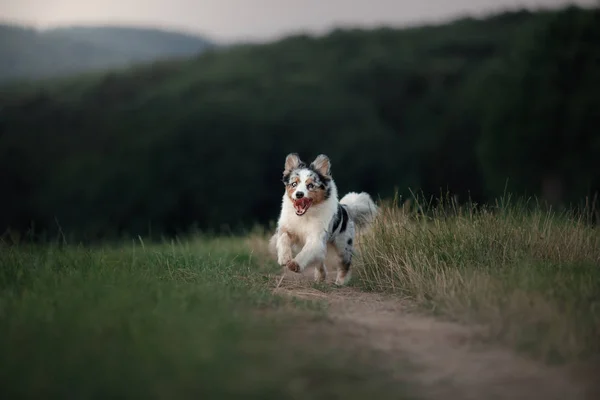 Laufhund auf dem Feld in der Natur. Australischer Schäferhund im Gras — Stockfoto