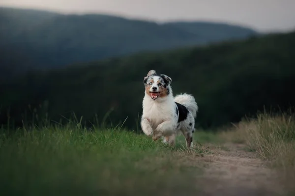 Perro corriendo en el campo en la naturaleza. Pastor australiano en la hierba — Foto de Stock