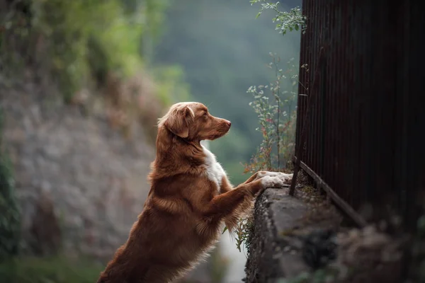 Dog in the ruins of the castle. Travel with a pet. Nova Scotia Duck Tolling Retriever — Stock Photo, Image
