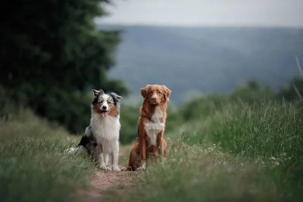 Two Dogs Sit Field Nova Scotia Duck Tolling Retriever Australian — Stock Photo, Image