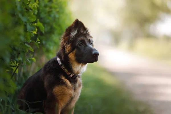 Pastore tedesco cucciolo in natura — Foto Stock