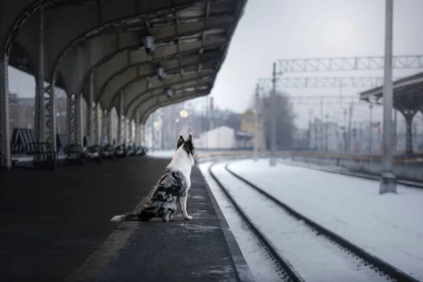 Hond Bordercollie op het station, voldoet. Reizen met een huisdier, — Stockfoto