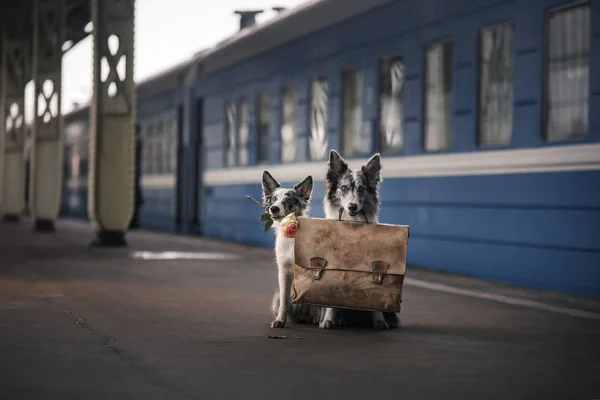 Two dogs together. Meeting at the station. Travelling — Stock Photo, Image