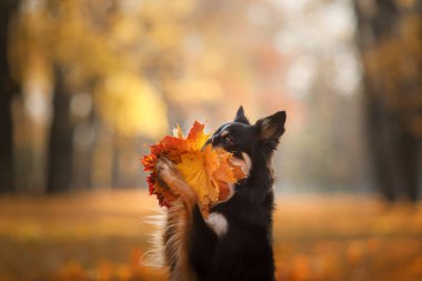 köpek sonbahar doğa on. etkin Pet parkta. Sarı yapraklar