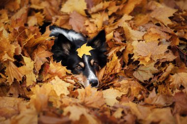 köpek sonbahar doğa on. etkin Pet parkta. Sarı yapraklar