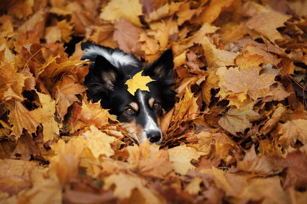 Hundeherbst in der Natur. aktives Haustier im Park. gelbes Laub — Stockfoto