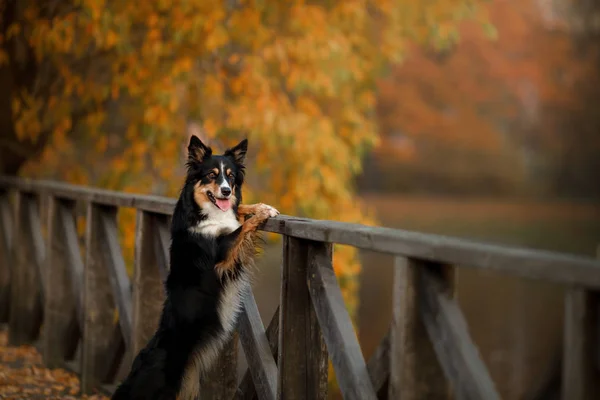 Dog autumn on nature. active Pet in the Park. Yellow foliage — Stock Photo, Image