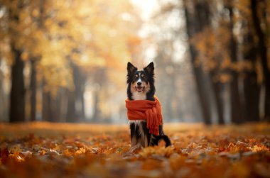 köpek sonbahar doğa on. etkin Pet parkta. Sarı yapraklar