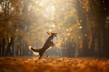 köpek sonbahar doğa on. etkin Pet parkta. Sarı yapraklar