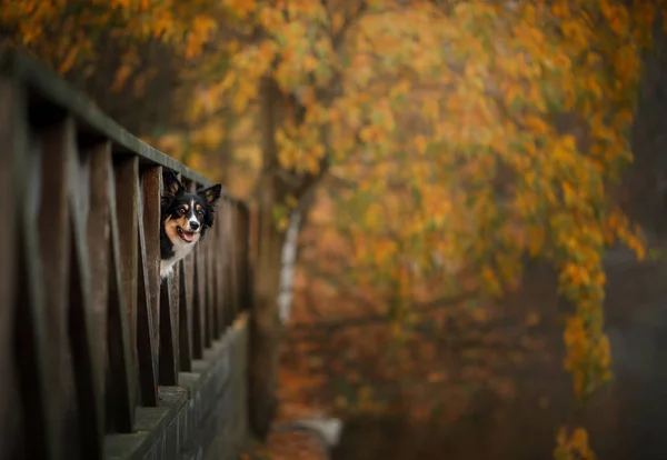 Pes na podzim na přírodu. aktivní Pet v parku. Žluté listy — Stock fotografie