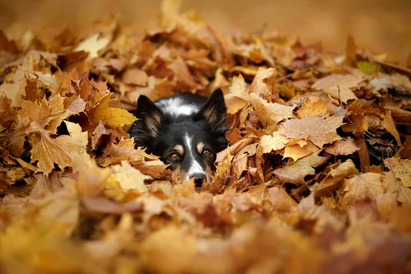 Hond herfst op aard. actieve huisdier in het Park. Geel loof — Stockfoto