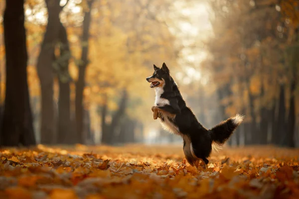 köpek sonbahar doğa on. etkin Pet parkta. Sarı yapraklar