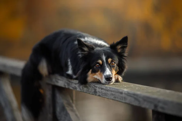 Autunno cane sulla natura. Animale domestico attivo nel Parco. Fogliame giallo — Foto Stock