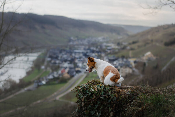 маленькая собачка на улице. Джек Рассел Терьер в природе. образ жизни, пудинг с домашним животным
