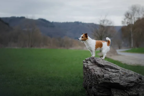 Pequeno cão ao ar livre. Jack Russell Terrier na natureza. estilo de vida, pudim com um animal de estimação — Fotografia de Stock