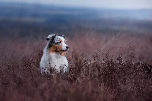 Hund i en blomstrende Heather på banen. Australske hyrde i naturen.billeder af dit kæledyr udenfor - Stock-foto