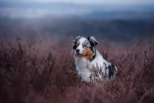 Собака в цветущей Хизер на поле. Австралийская овчарка в натуре. — стоковое фото