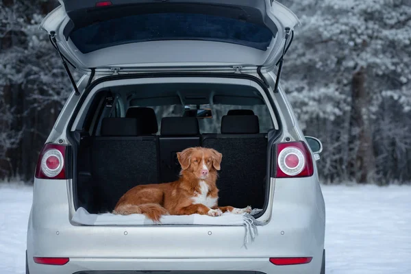 Hund ist im Auto. Reisen mit einem Haustier. Gesunder Lebensstil. Nova scotia duck Maut-Retriever. — Stockfoto
